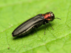 Agrilus ruficollis