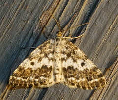 Eufidonia discospilata