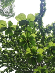 Terminalia kaernbachii