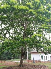 Terminalia kaernbachii