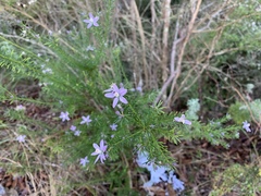 Philotheca salsolifolia