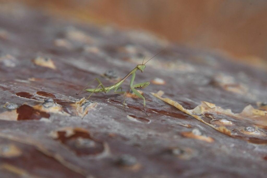 Tarachomantis