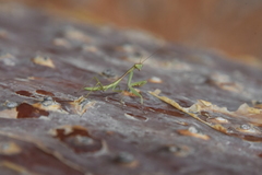 Tarachomantis hova
