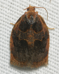 Archips infumatana