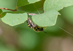 Euodynerus foraminatus