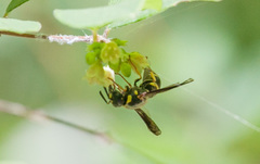 Euodynerus foraminatus