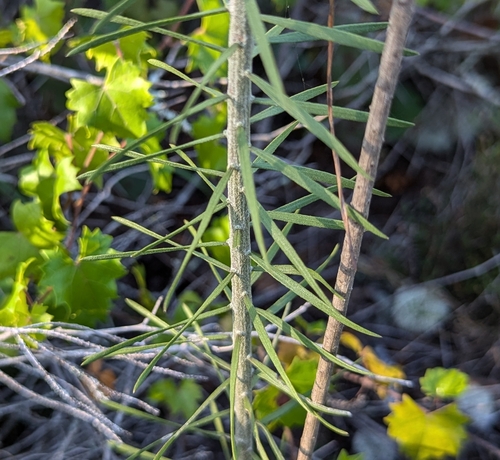 Image of Liatris ohlingerae by no rights reserved