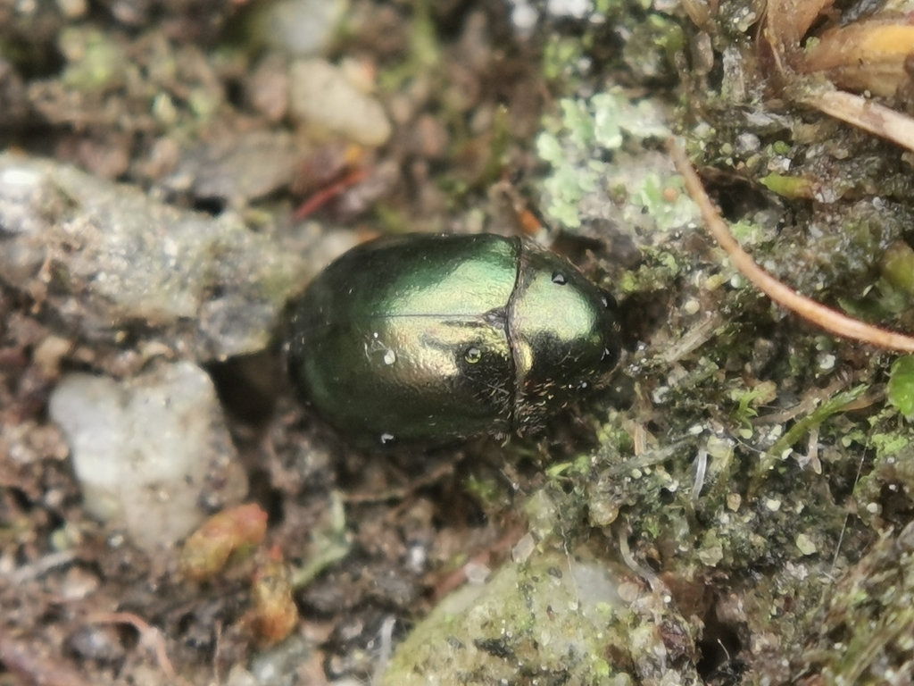 Moss Beetles from Bo Larongqu, Cona, Shannan, Xizang Zizhiqu on July 6 ...