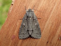 Acronicta radcliffei