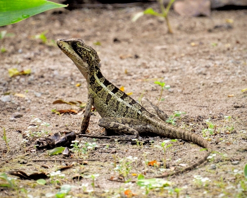 Brown Basilisk