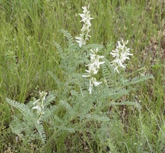 Astragalus drummondii