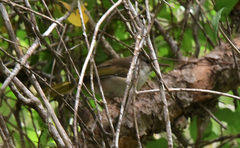 Thamnornis chloropetoides
