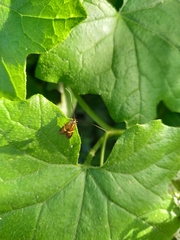 Nemophora