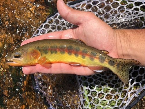 Golden trout (Oncorhynchus aguabonita) — Salmonidae — 2