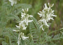 Astragalus drummondii