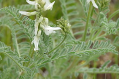 Astragalus drummondii
