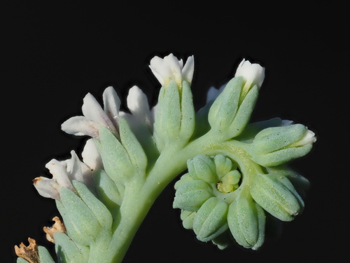 Heliotropium curassavicum