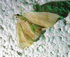 Eulithis gracilineata