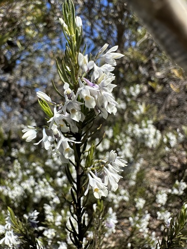 Pigea adpressa