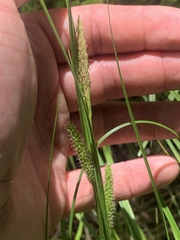 Carex lacustris