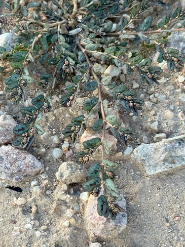 Image of Euphorbia abramsiana by (c) CK2AZ, some rights reserved (CC BY)