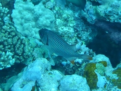 Myripristis violacea