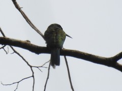 Galbula chalcothorax