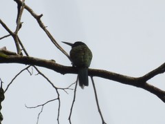 Galbula chalcothorax