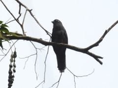 Trogon curucui