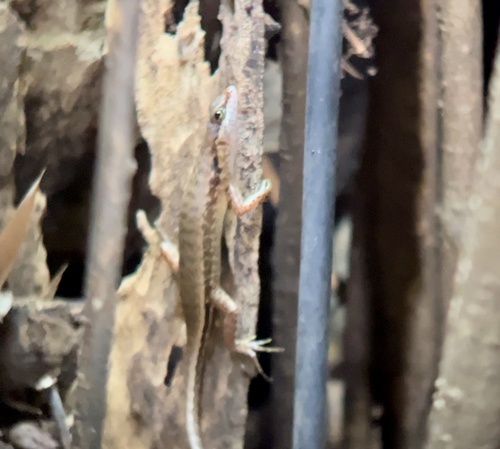 Flores Forest Skink
