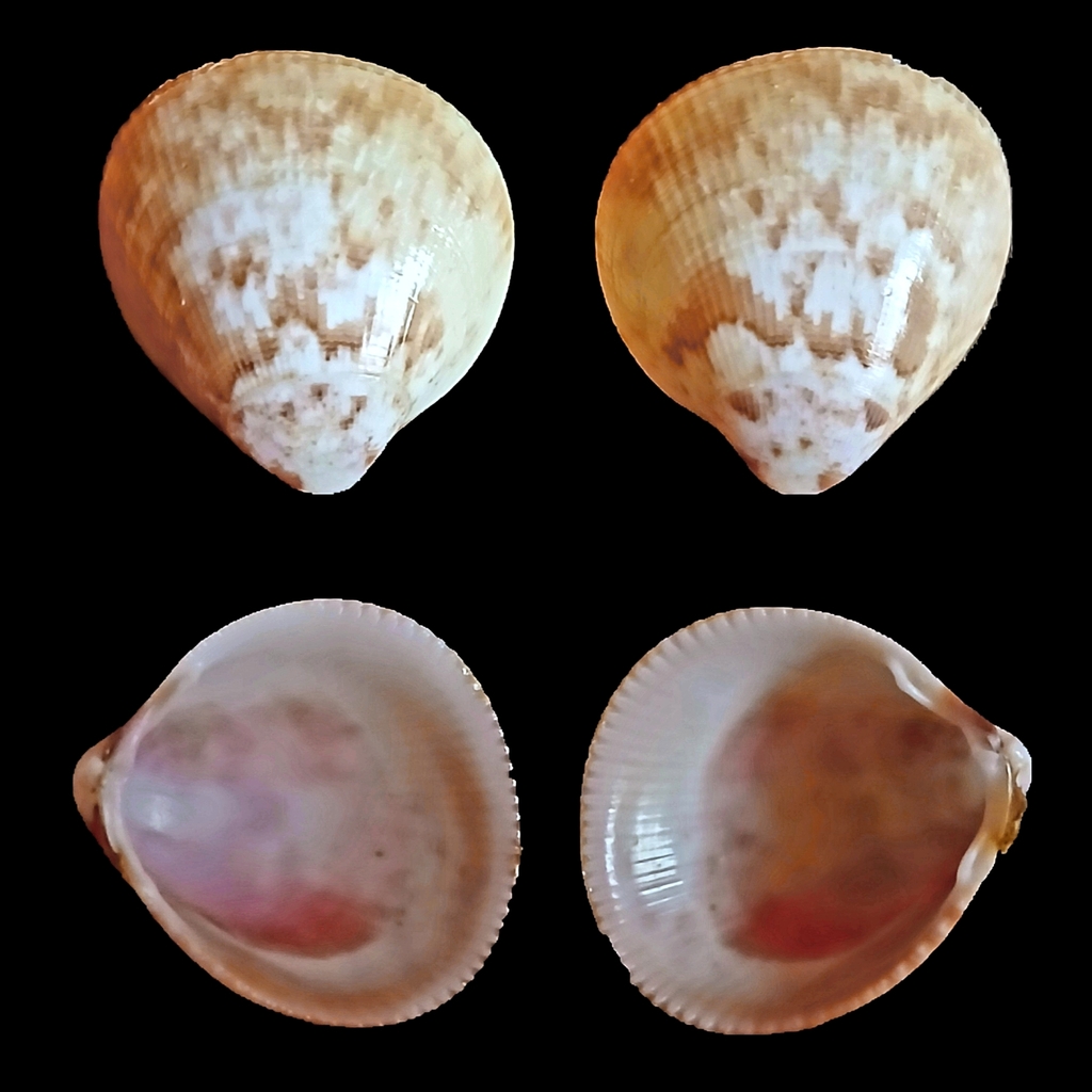 Norway Cockle