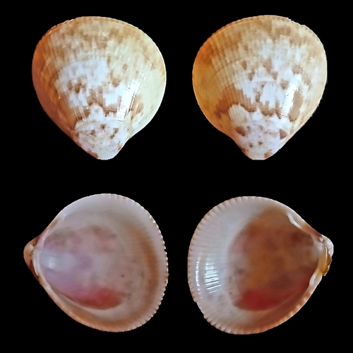 Norway Cockle