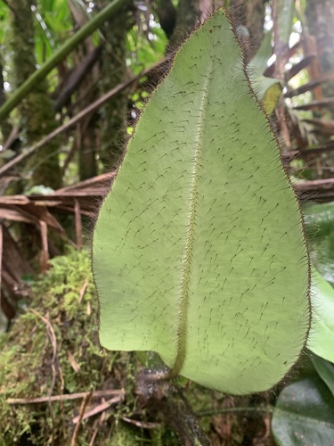 West Indian Tongue Fern