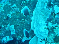 Chaetodon reticulatus