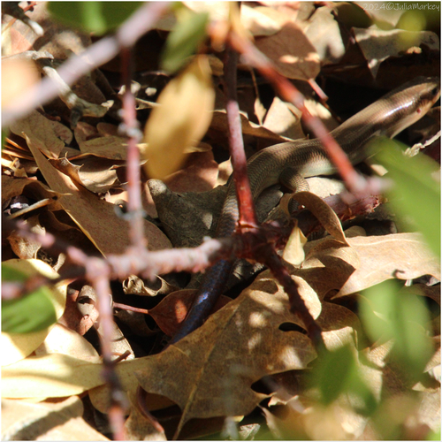 iNaturalist observation photo of Gilbert's Skink