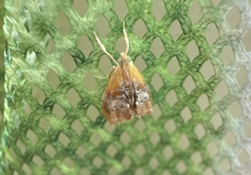 Julia's Dicymolomia Moth photo 6