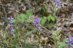 Lupinus perennis