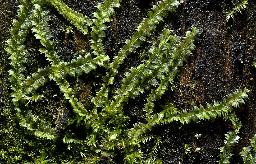 Lophocolea
