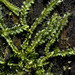 Bifid Crestwort - Photo (c) George Shepherd, some rights reserved (CC BY-NC-SA)