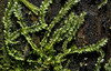 Leafy and Simple Thalloid Liverworts - Photo (c) George Shepherd, some rights reserved (CC BY-NC-SA)