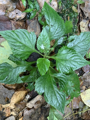 Tropical medicineplant (Adenostemma verbesina)