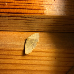 Trisateles emortualis