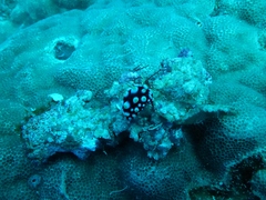 Phyllidia carlsonhoffi