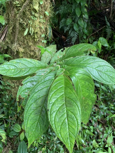 Columnea sanguinea, photograph 6