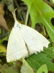 Polypogon tentacularia