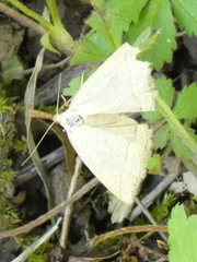 Polypogon tentacularia