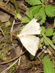 Polypogon tentacularia