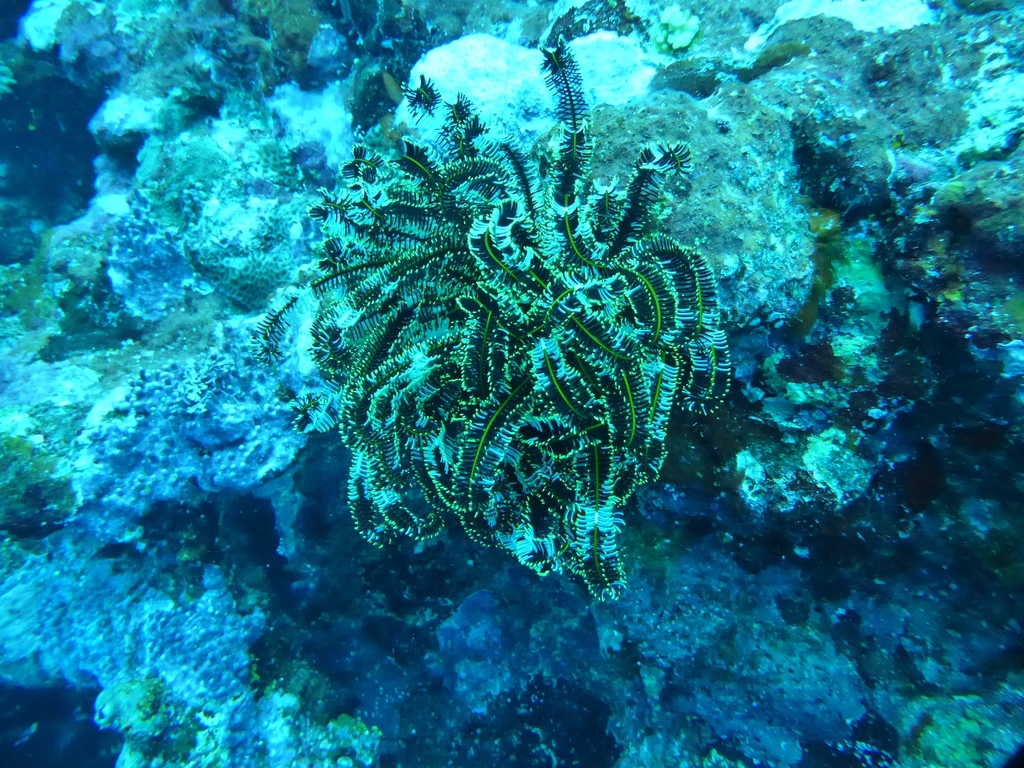 Bottlebrush Feather Star