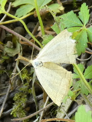 Polypogon tentacularia
