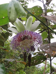 Passiflora nitida
